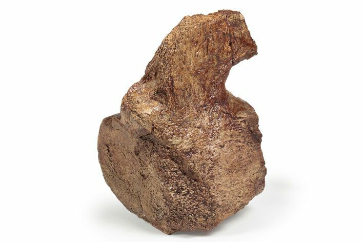 Fossil Plesiosaur Vertebra - Asfla, Morocco #241039